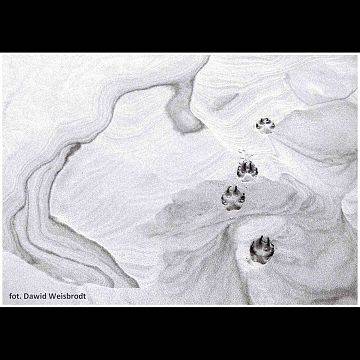 O wilku słów kilka Grafika O wilku słów kilka